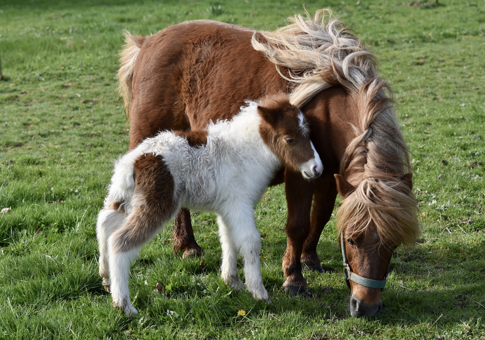 Poney-Club La Chapellerie